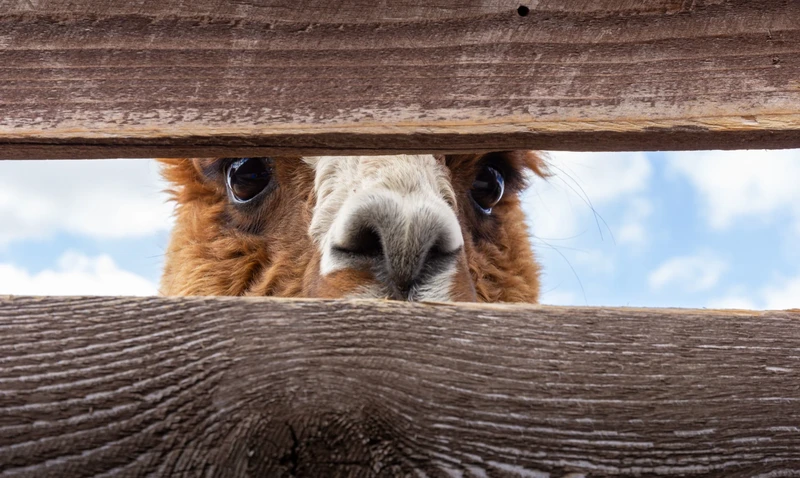 Llama looking through a fence