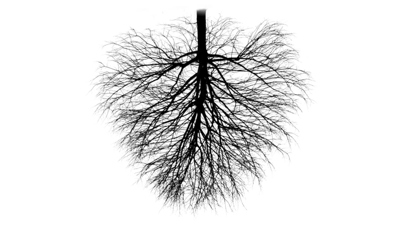 Upside down black and white tree symbolising a decision tree